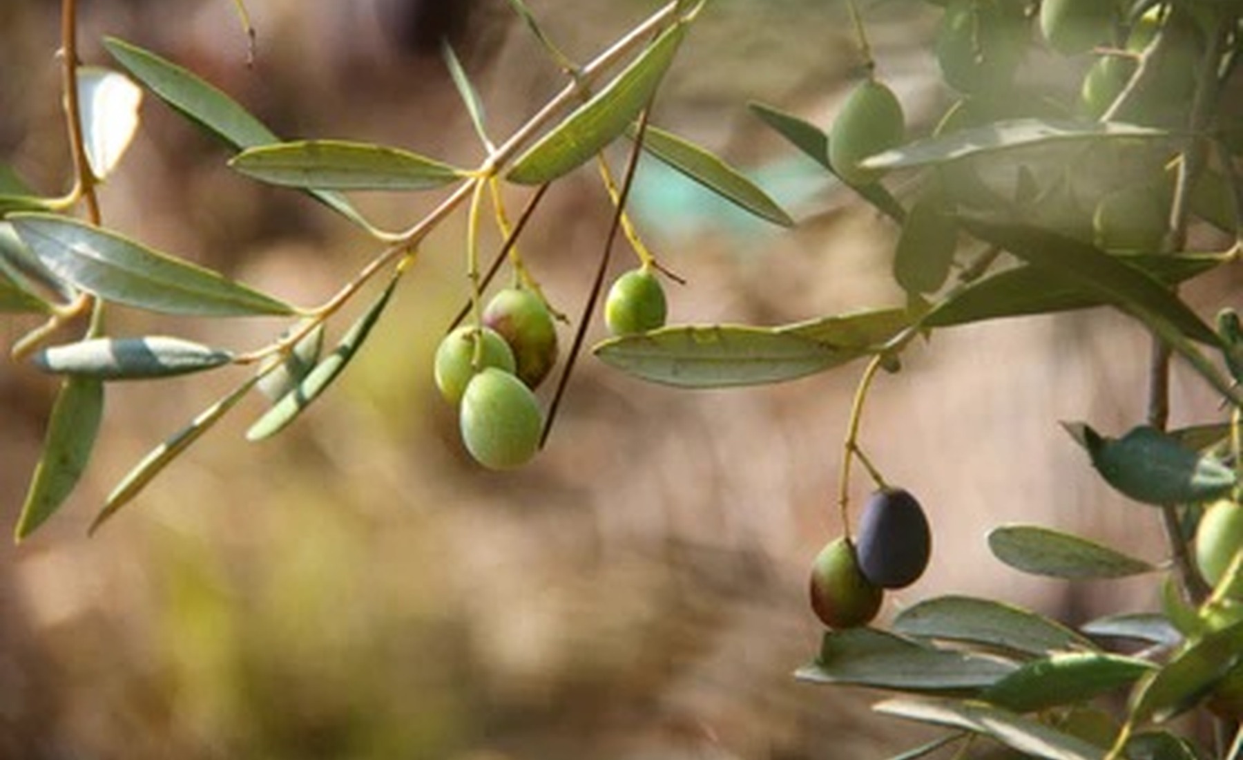 Olivenzweig aus Jaén